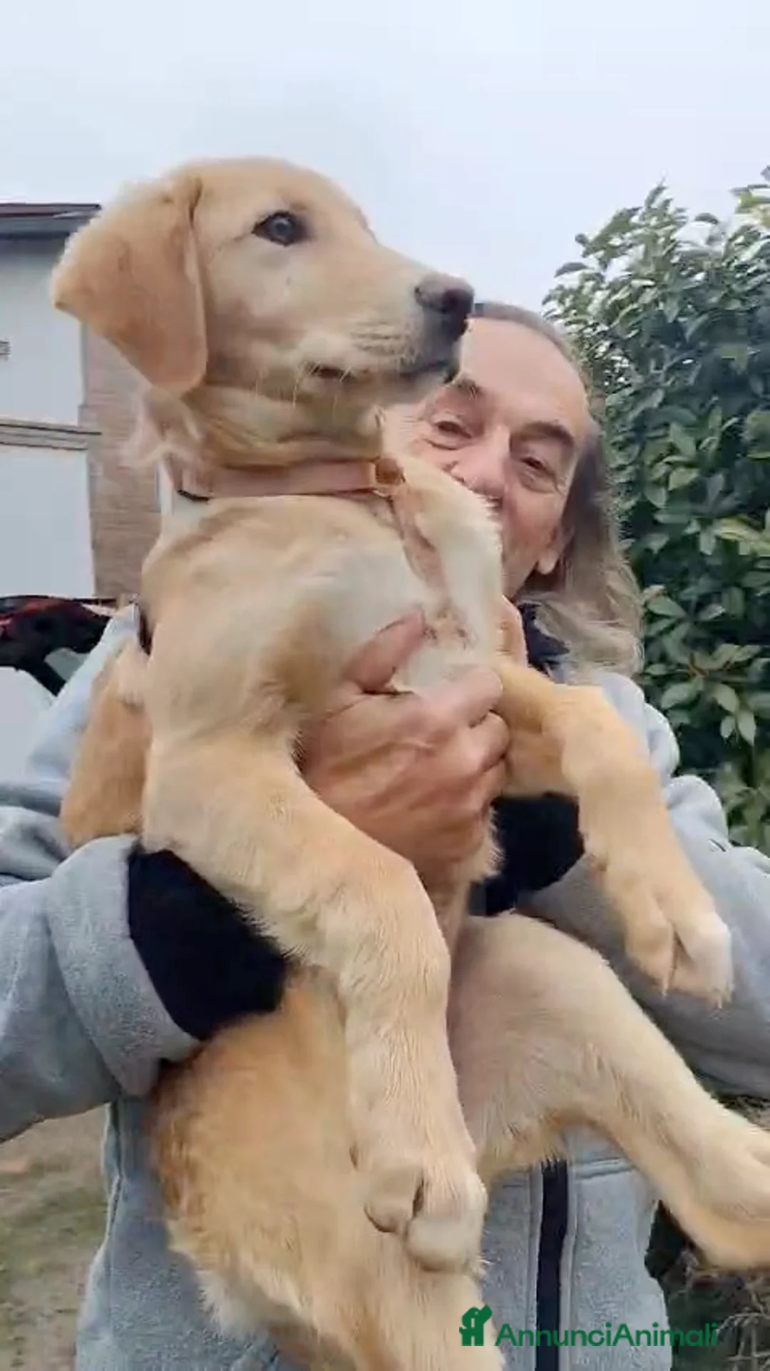 Meticcio cani in regalo: Danny e Sandy 4 mesi e mezzo tg medio abbondante  - Annuncio 8