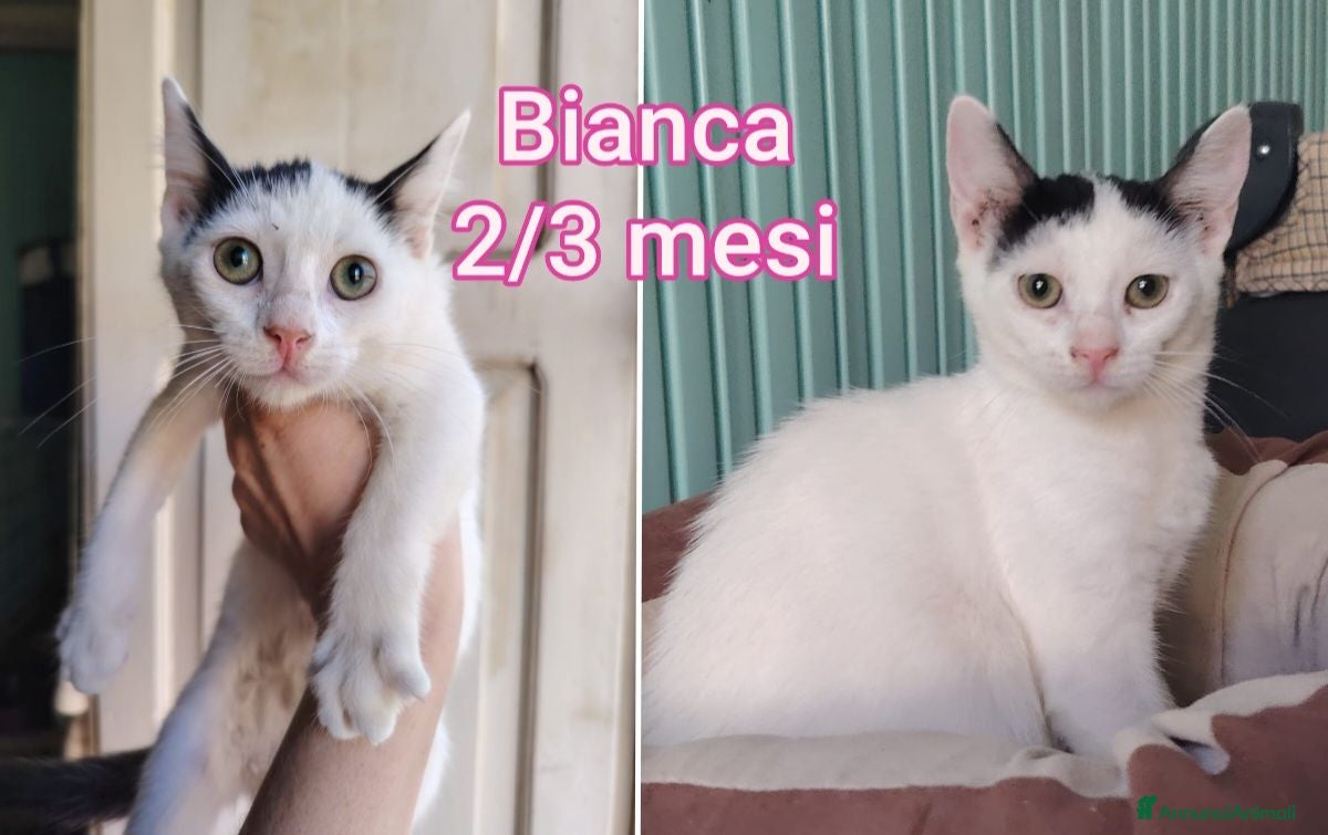 Europeo gatti GATTINI IN CERCA D'AMORE  - Annuncio 14