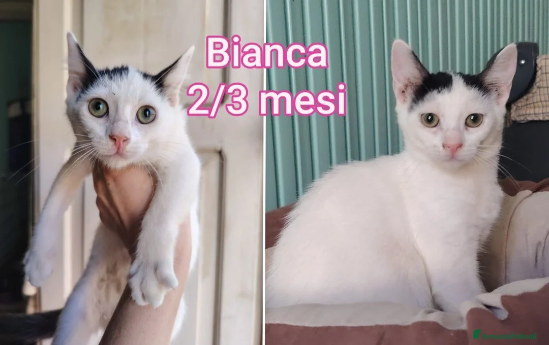 Europeo gatti in regalo: GATTINI IN CERCA D'AMORE  a Città Metropolitana di Bologna - Annuncio 1