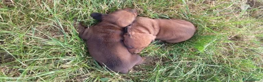 Cucciolo 2