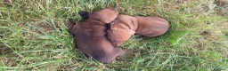 Meticcio cani in vendita: Bassotto fulvo carbonato - Annuncio 2