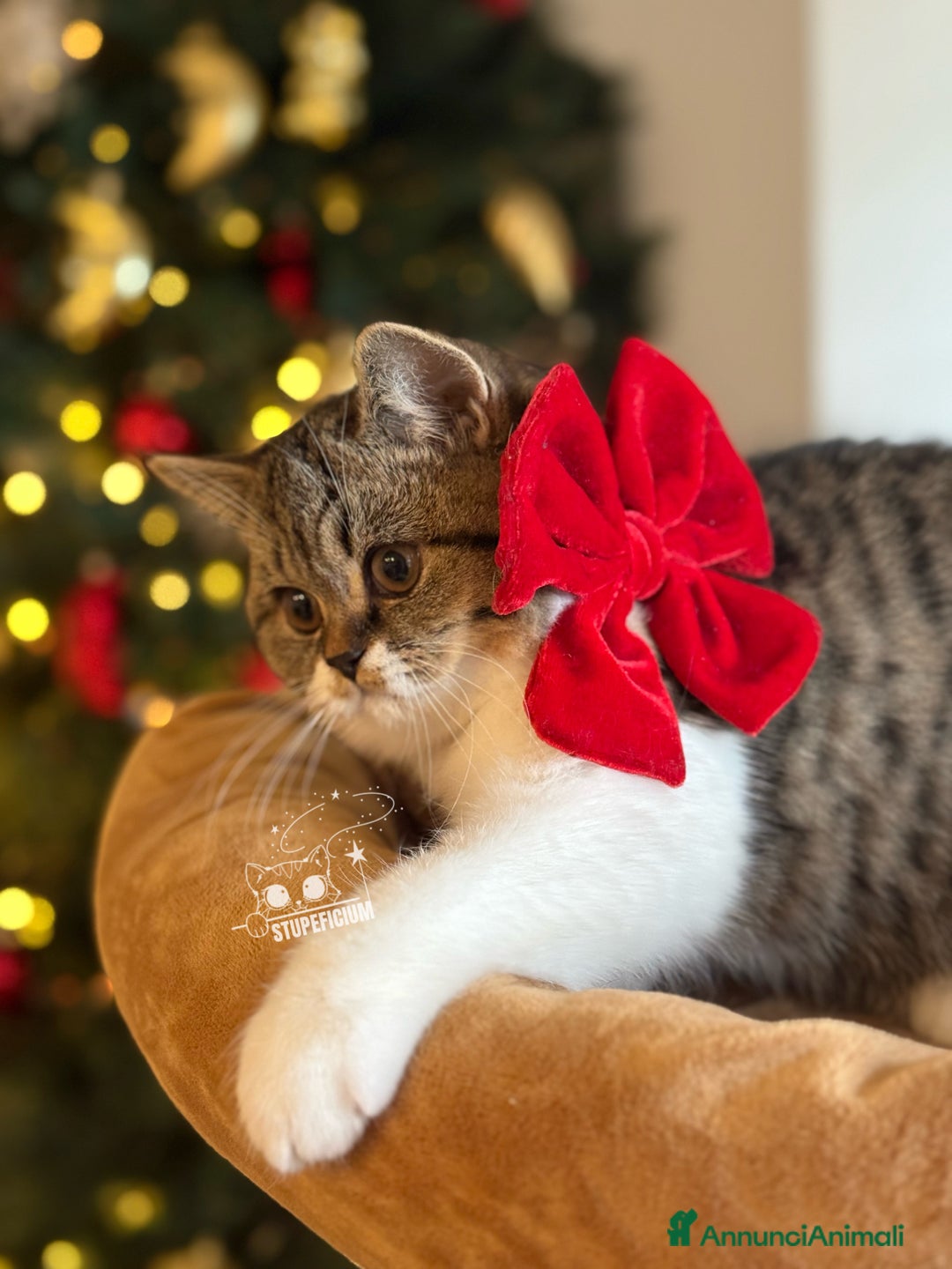 Scottish gatti in vendita: Stupeficium Amos - Scottish Straight - Annuncio 18