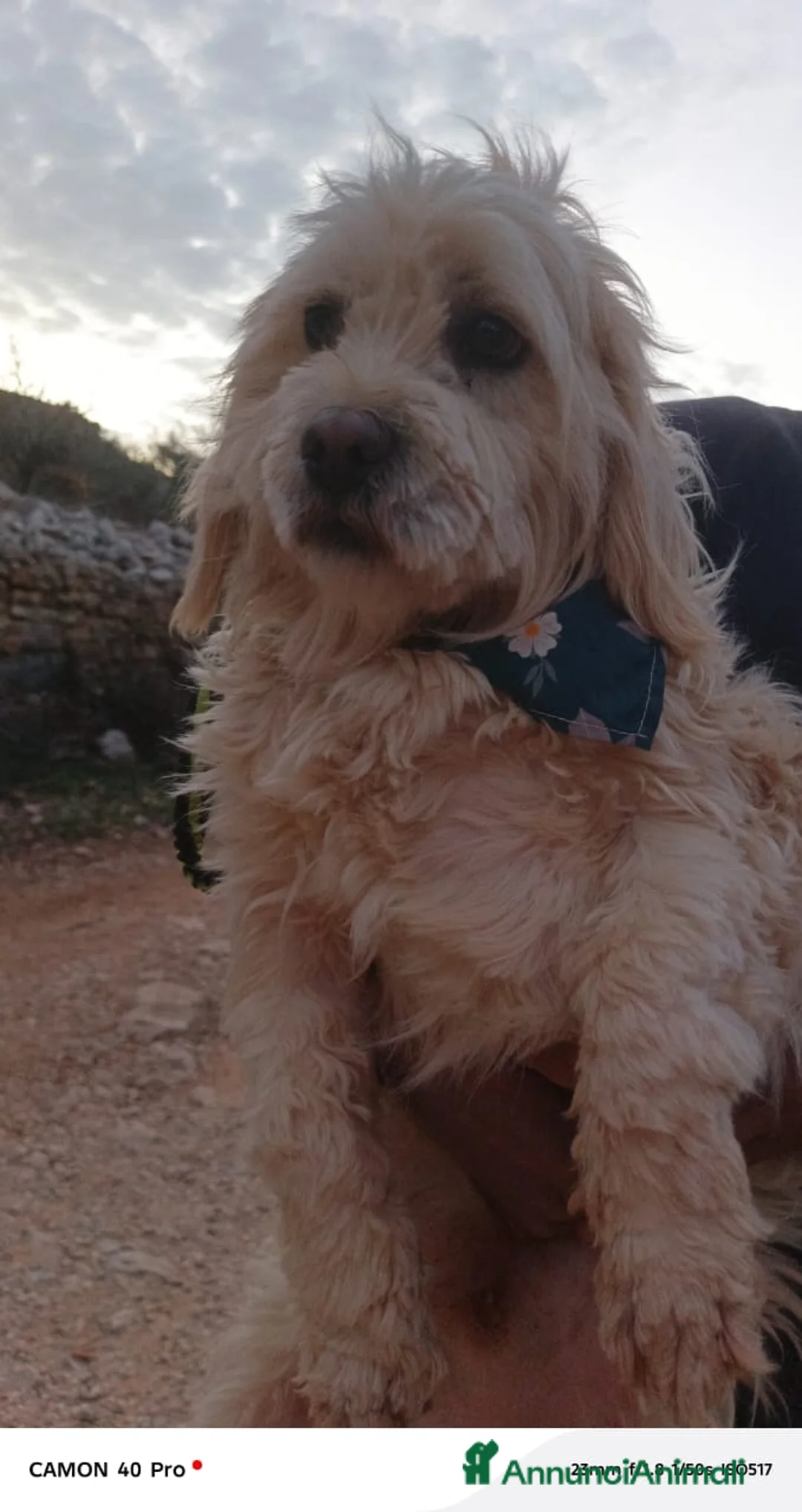 Meticcio cani in regalo: Snoopy, un meticcio coccolone - Annuncio 3