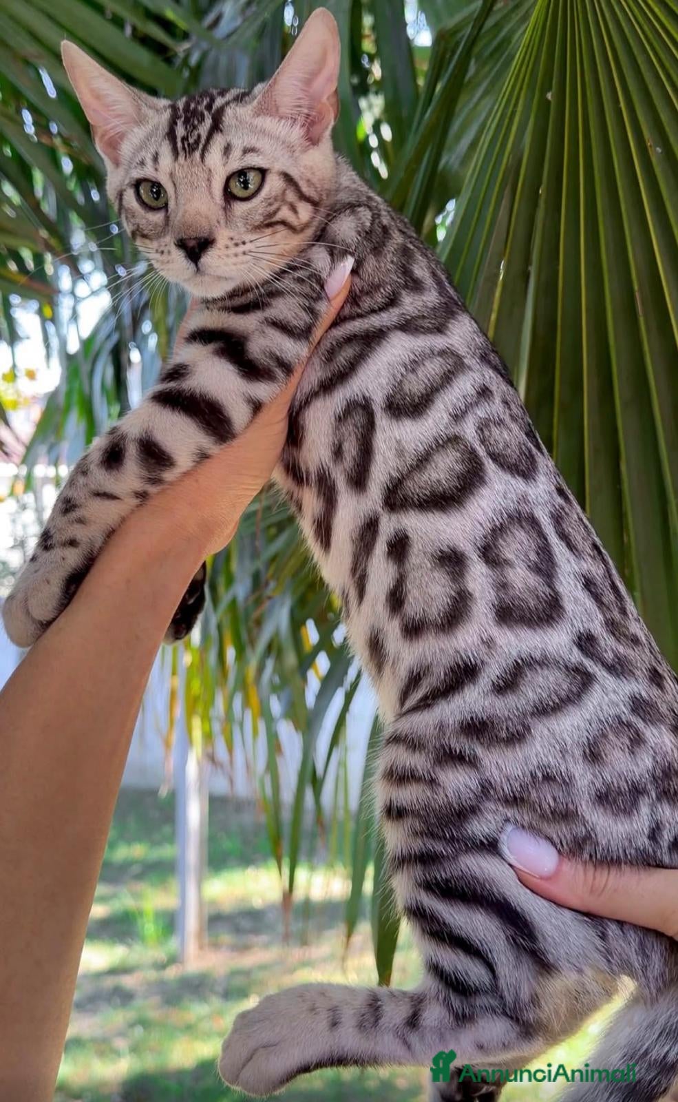 Bengala gatti Splendidi cuccioli di bengala - Annuncio 11