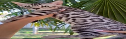Bengala gatti in vendita: Splendidi cuccioli di bengala - Annuncio 1