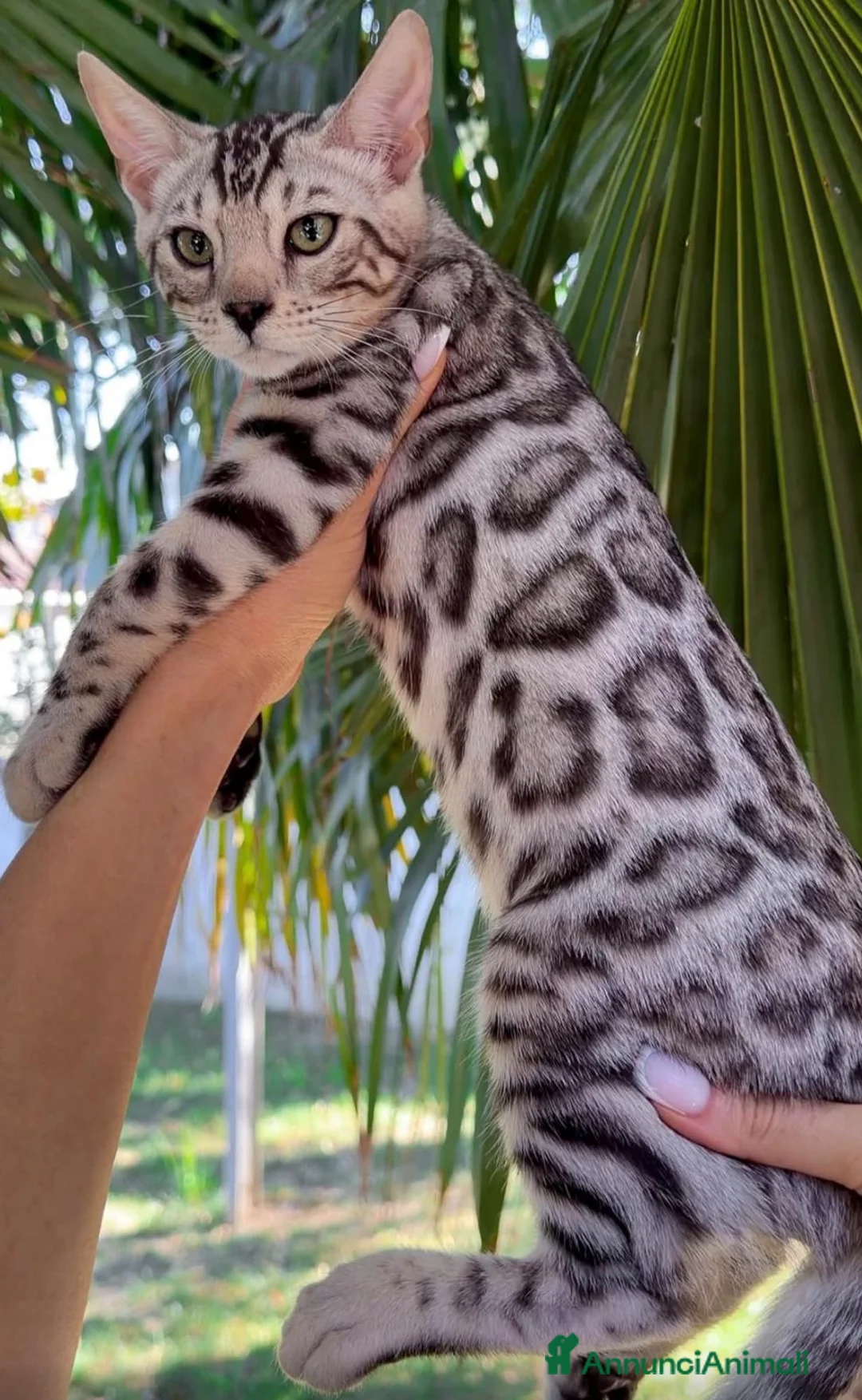 Bengala gatti in vendita: Splendidi cuccioli di bengala - Annuncio 1