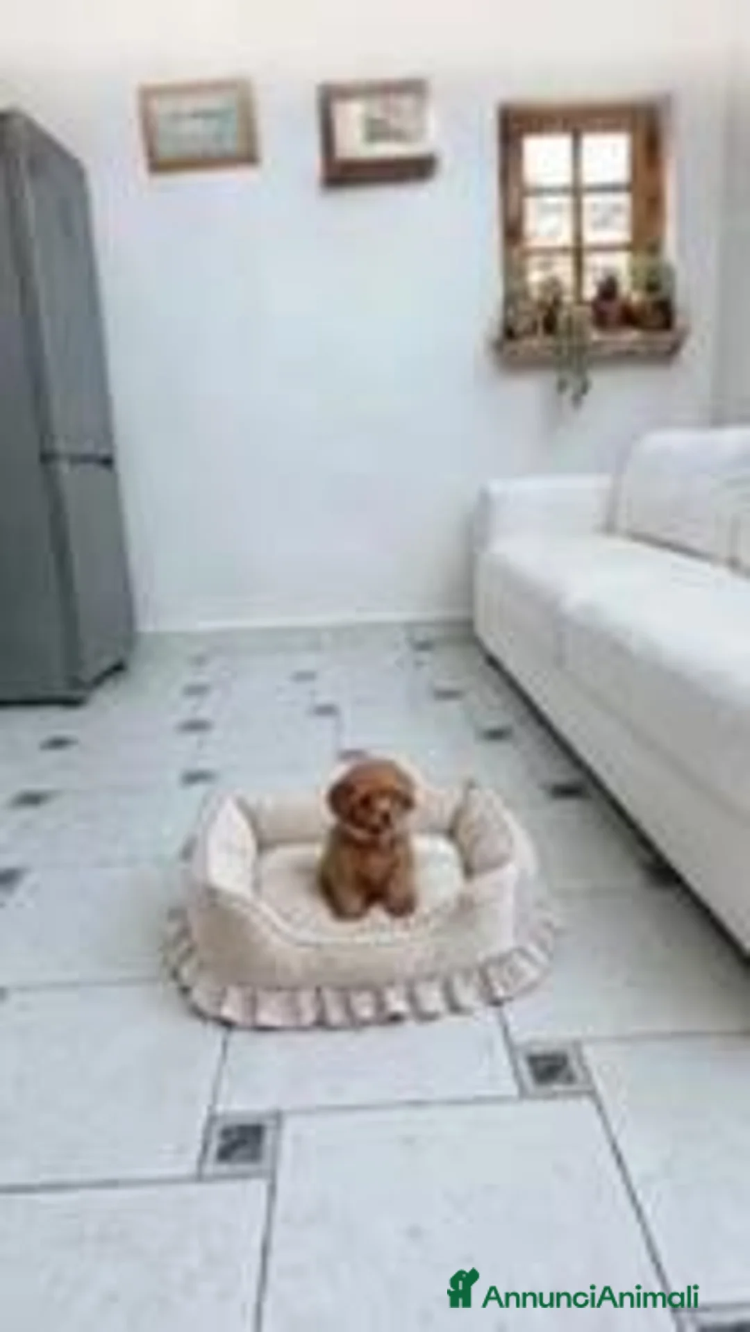 Barboncino Toy cani in vendita: Barboncini mini toy - Annuncio 5