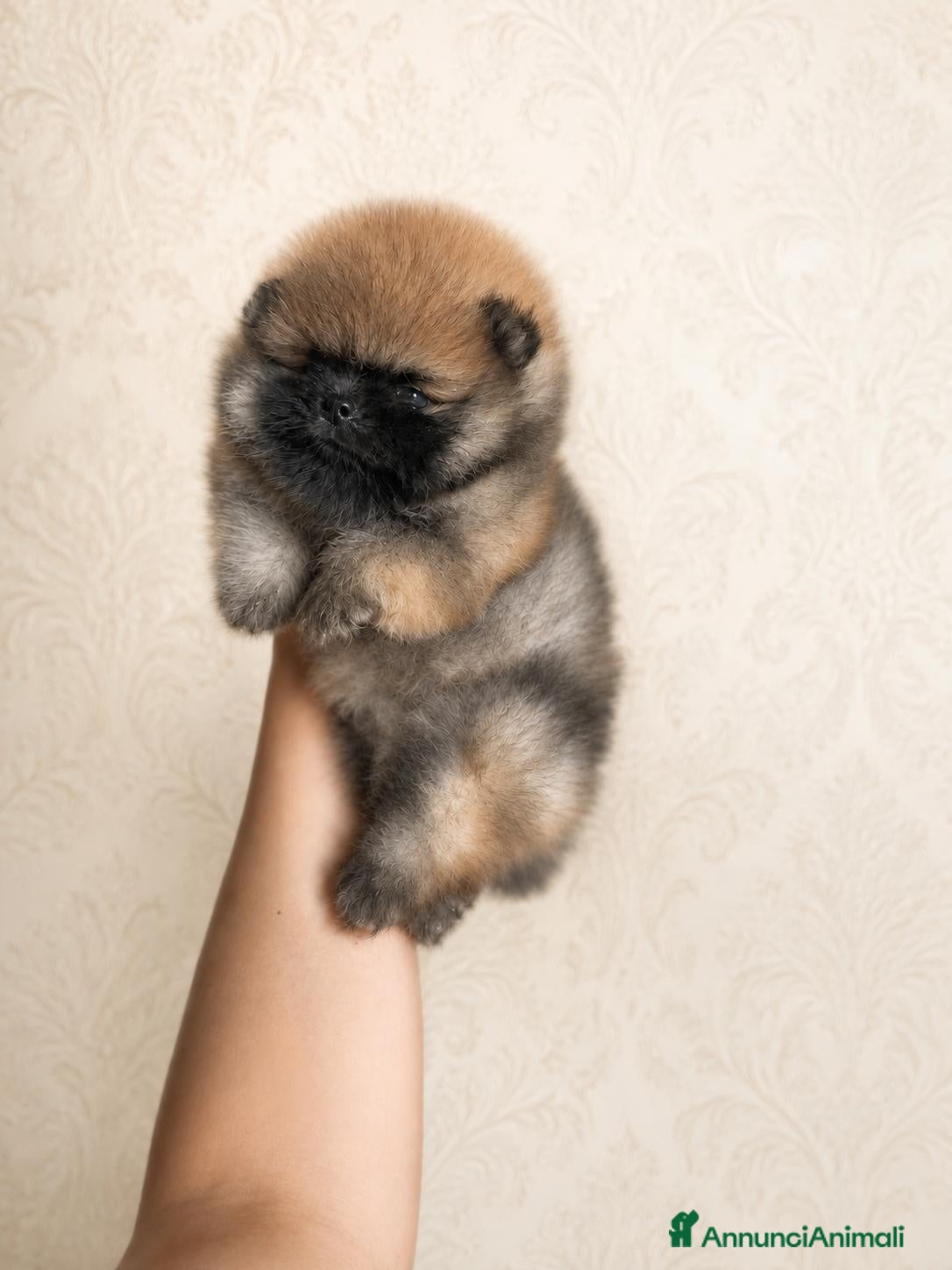 Volpino Pomerania cani Pomerania linea americana con PEDIGREE ENCI - Annuncio 7
