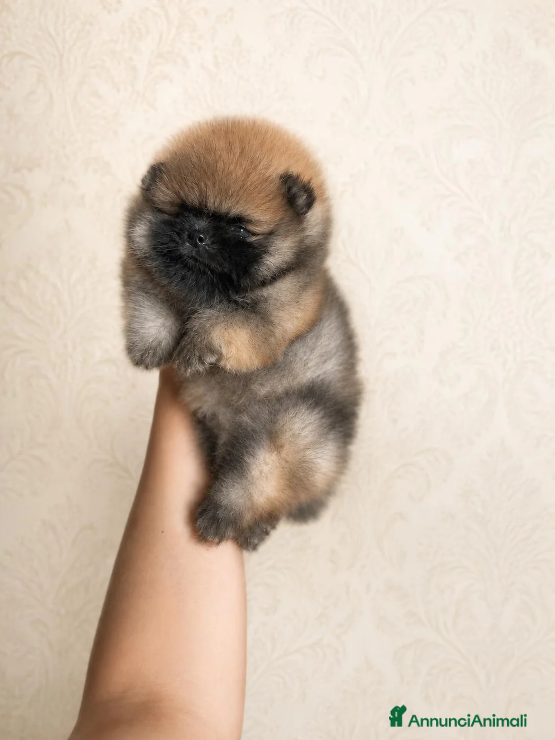 Volpino Pomerania cani in vendita: Pomerania linea americana con PEDIGREE ENCI - Annuncio 1