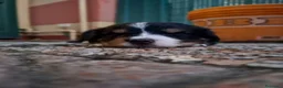 Bovaro del Bernese cani in vendita: Cuccioli bovari del bernese  - Annuncio 12