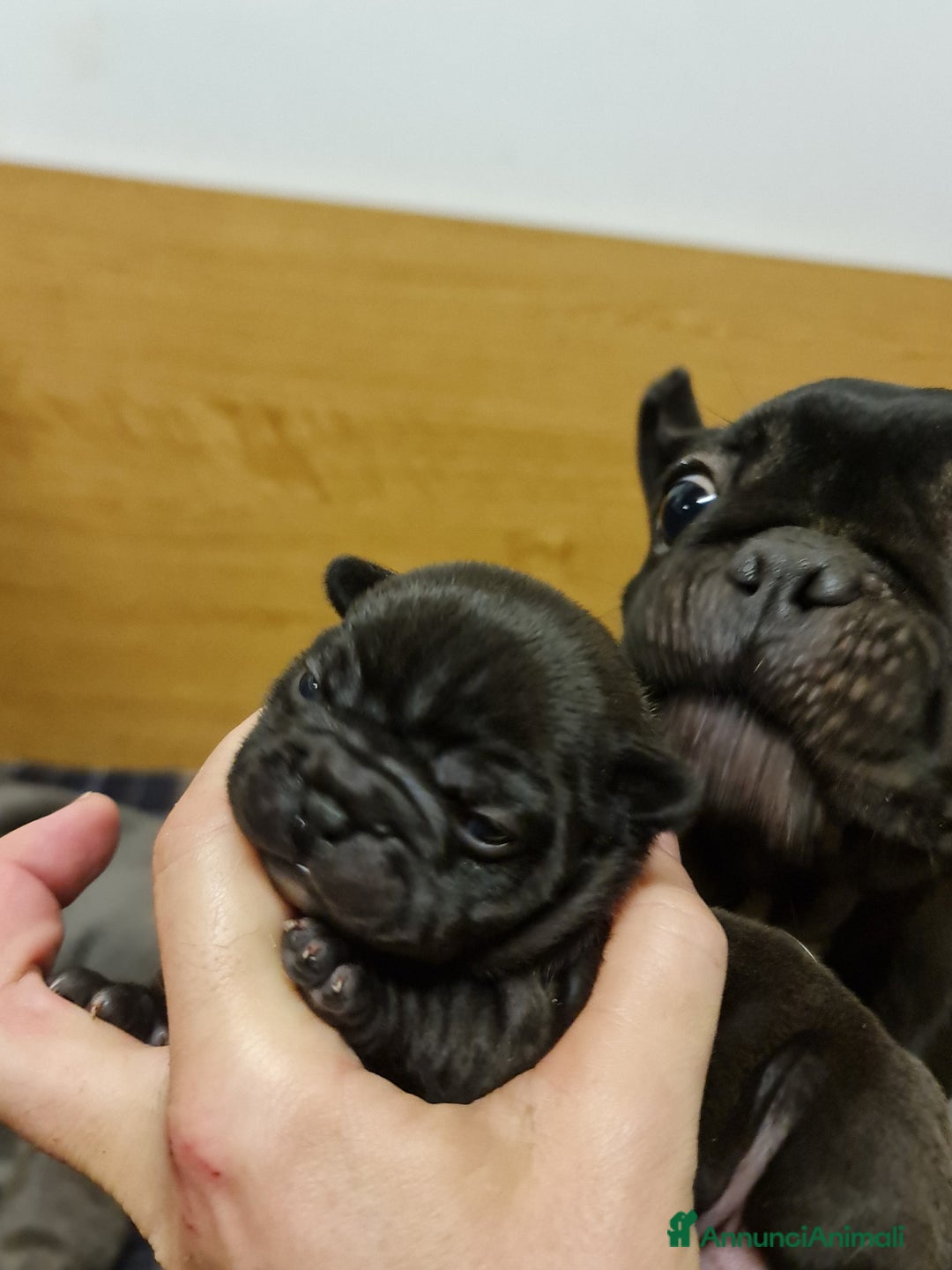 Bulldog Francese cani in vendita: BULLDOG FRANCESI CUCCIOLI allevati personalmente - Annuncio 5