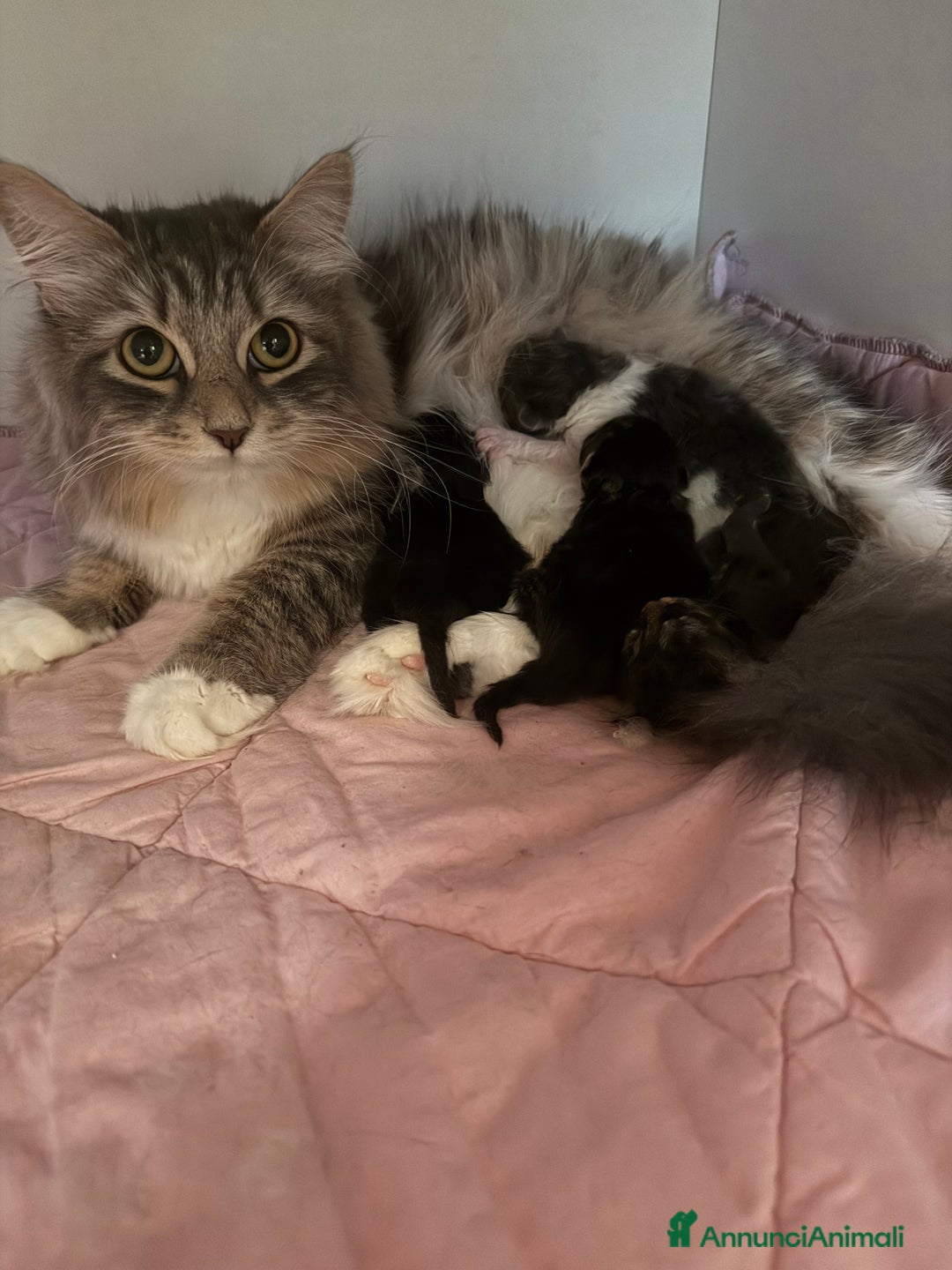 Siberiano gatti in vendita: Cuccioli gatto siberiano a Provincia di Padova - Immagine 11