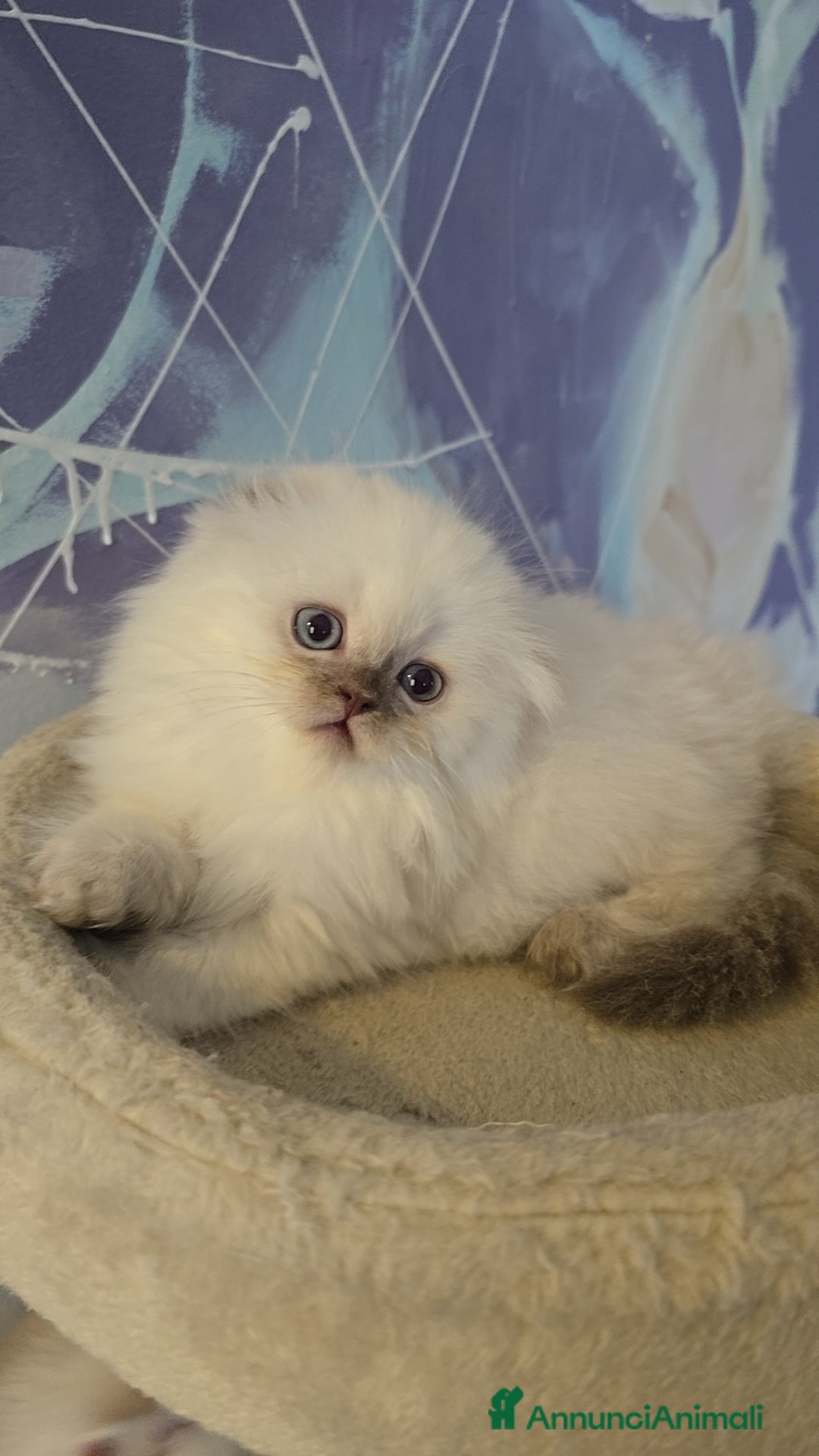 Scottish gatti in vendita: Scottish Fold e Straight  - Annuncio 12