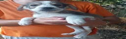Pastore Asia Centrale cani in vendita: Cuccioli Cane da Pastore dell'Asia Centrale - Annuncio 16