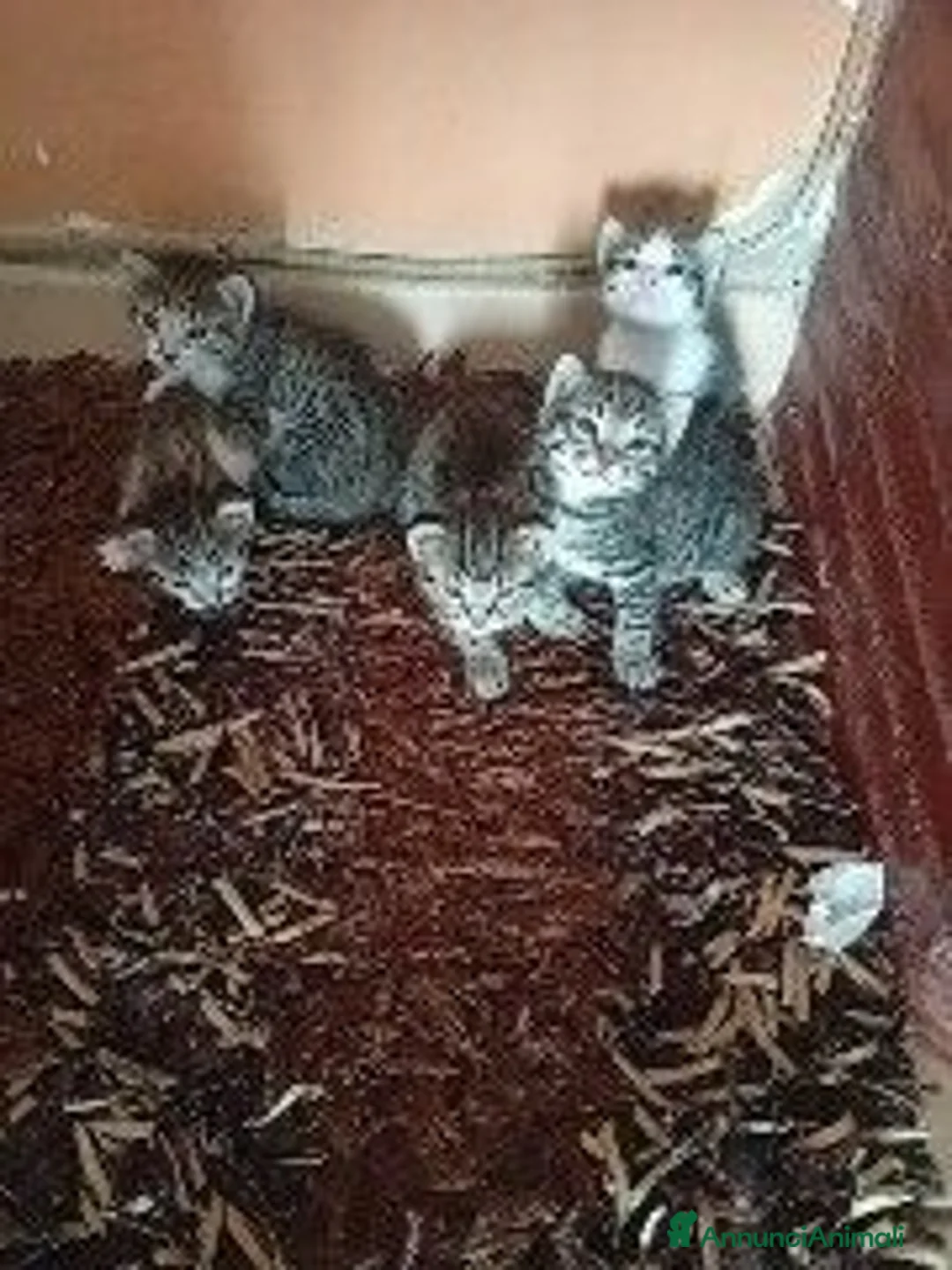 Meticcio gatti in regalo: Cuccioli gatto - Annuncio 3