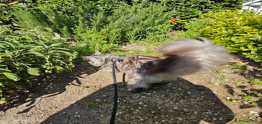 Immagine della galleria {{count}}