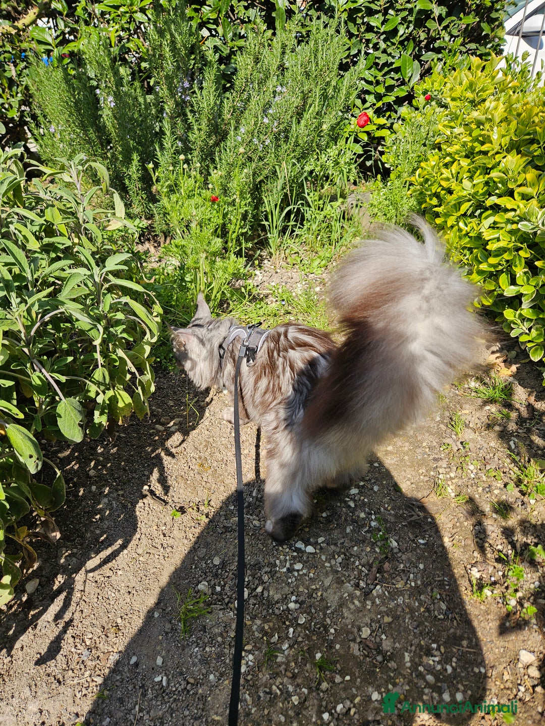 Immagine della galleria {{count}}