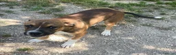 Pitbull cani in regalo: MI ADOTTI? a Città metropolitana di Roma Capitale - Annuncio 9