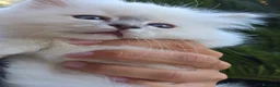 Sacro di Birmania gatti in vendita: Cuccioli Sacri di Birmania - Annuncio 10
