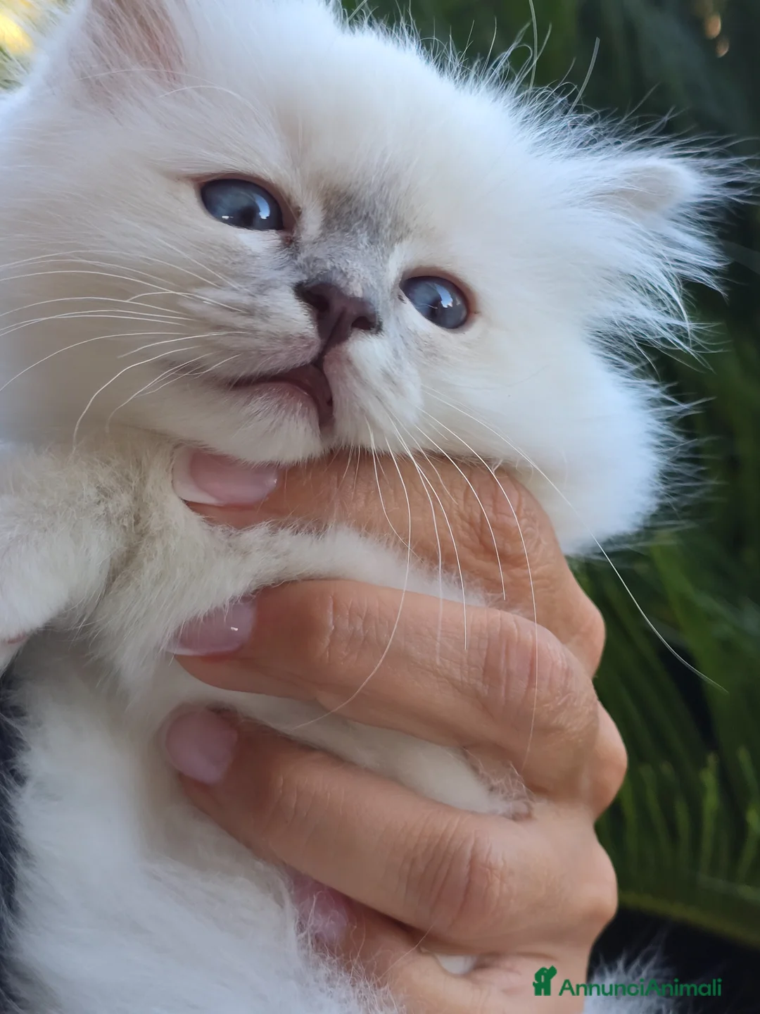 Sacro di Birmania gatti in vendita: Cuccioli Sacri di Birmania - Annuncio 10