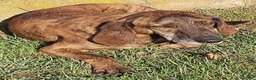 Segugio cani in regalo: NICK dolcissimo adatto a tutti - Annuncio 1