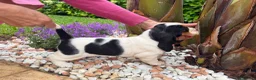 Bassethound cani in vendita: Cuccioli Bassethound - Annuncio 6