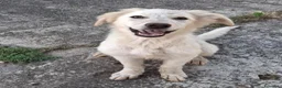 Meticcio cani in regalo: EROS 💙 una nuvola bianca. Con quattro zampe. a Provincia di Brescia - Annuncio 4