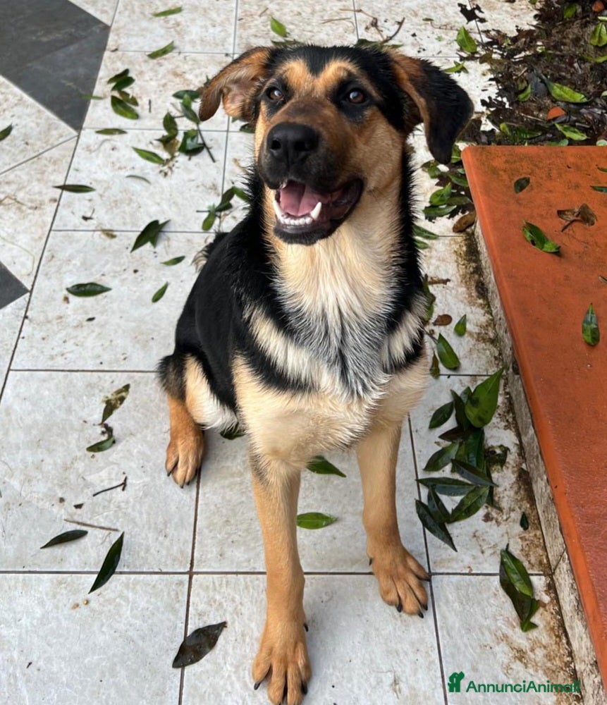 Meticcio cani CIRCE ASPETTA UNA MAMMA  - Annuncio 2