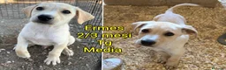 Meticcio cani in regalo: CUCCIOLI SOLI ED ESCLUSI  a Città Metropolitana di Genova - Annuncio 3