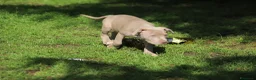 Pitbull cani in vendita: Cuccioli Pit Bull pronta consegna anche a rate - Annuncio 7