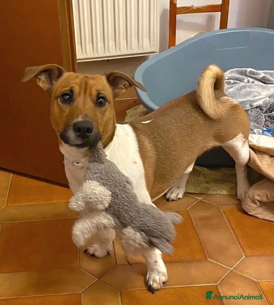 Jack Russell cani in regalo: Cody simil jack russell in adozione a Latina - Annuncio 3