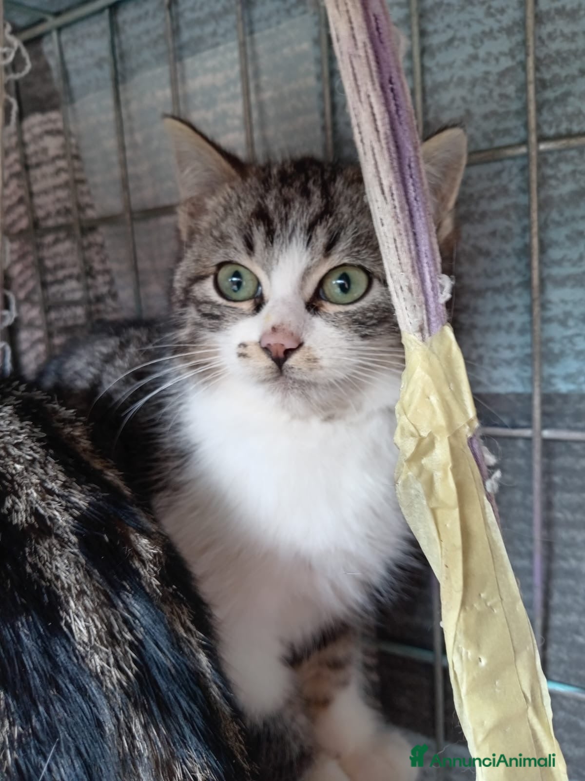 Europeo gatti cuccioli 3 mesi cercano casa❤️ - Annuncio 2