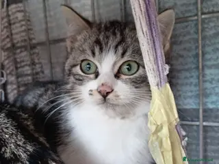 Europeo gatti cuccioli 3 mesi cercano casa❤️ - Annuncio 2