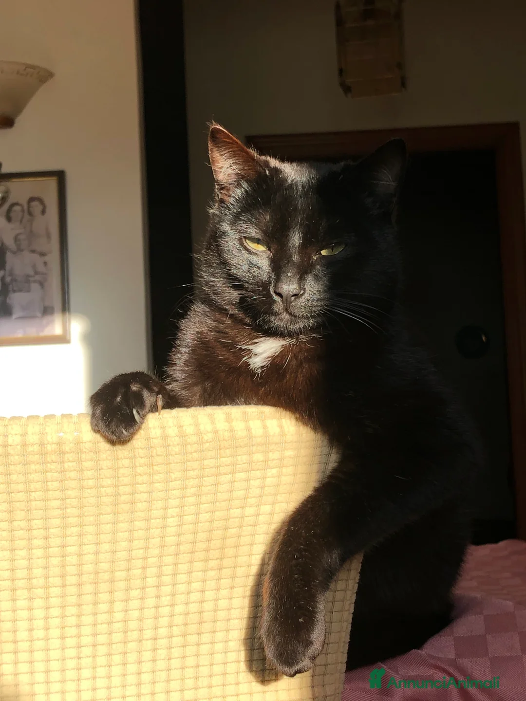 Europeo gatti in regalo: Gatto 8 mesi  - Annuncio 1