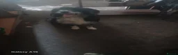 Meticcio cani in vendita: cuccioli pastore della lessinia - Annuncio 1