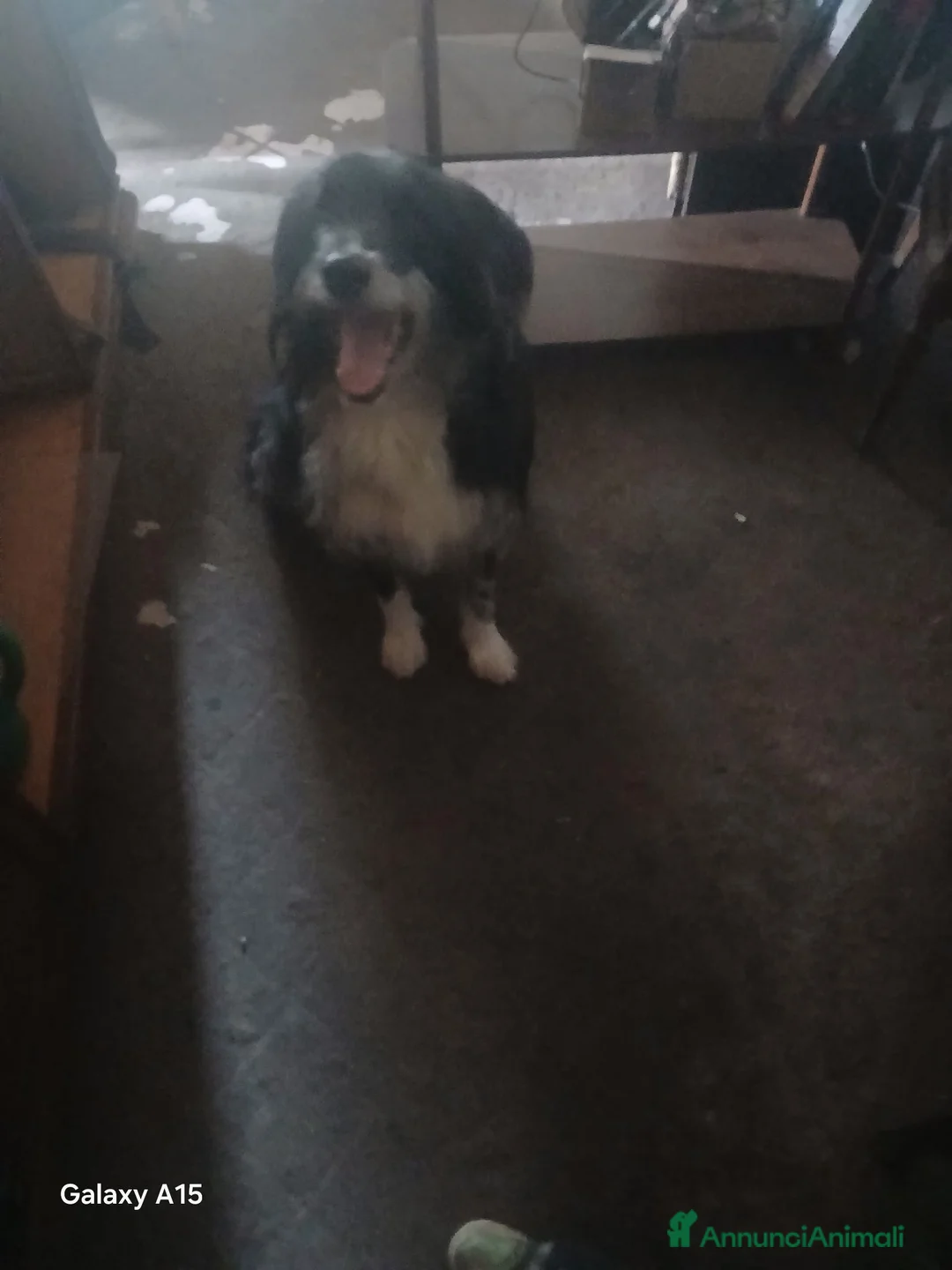Meticcio cani in vendita: cuccioli pastore della lessinia - Annuncio 1