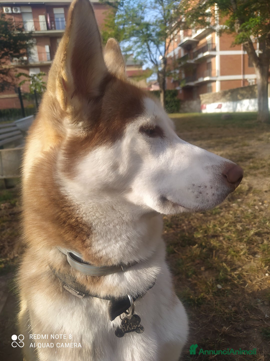 Husky cani per accoppiamento: Husky per accoppiamento  a Pomezia - Annuncio 3