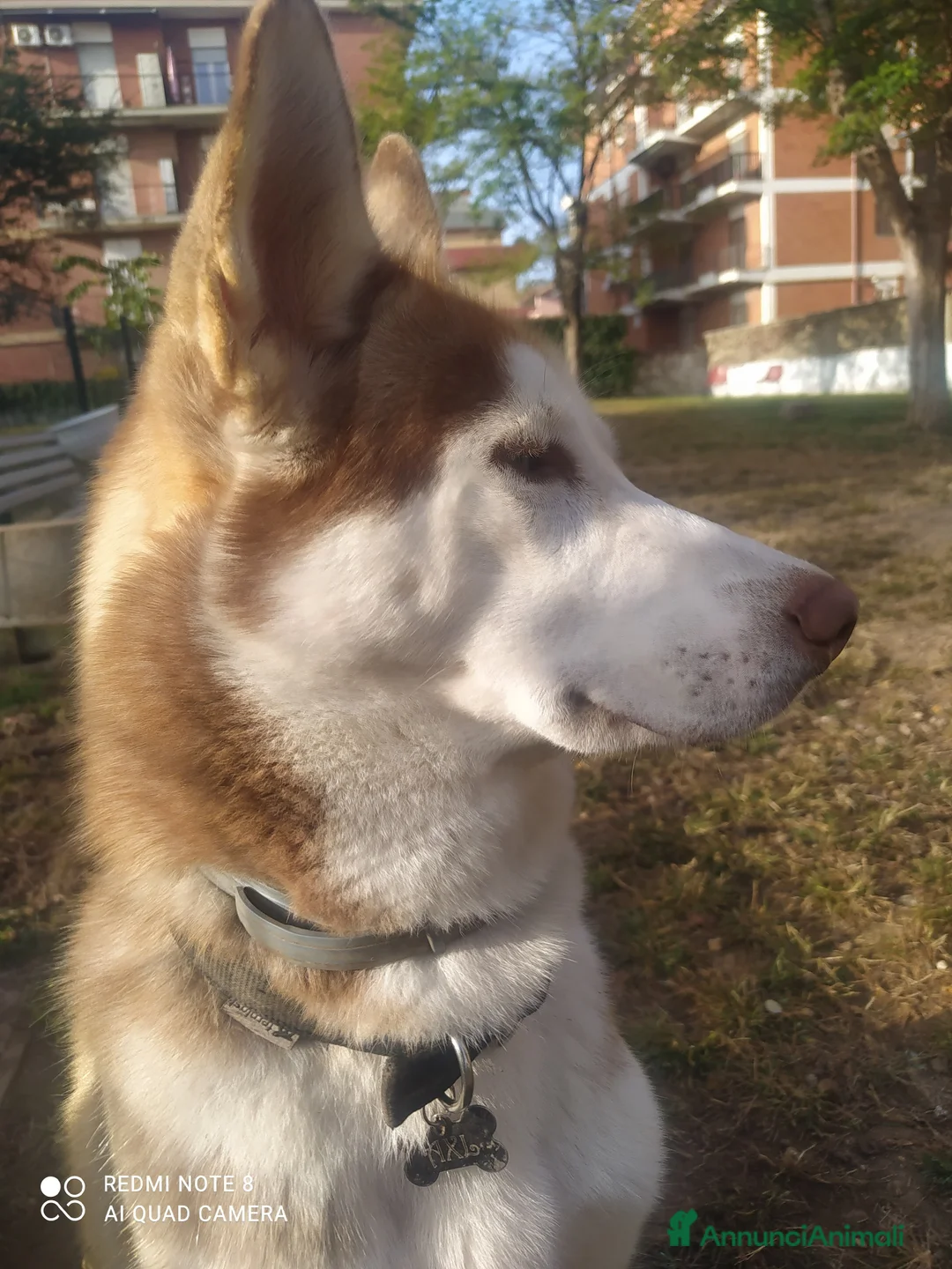 Husky cani per accoppiamento: Husky per accoppiamento  a Pomezia - Annuncio 1