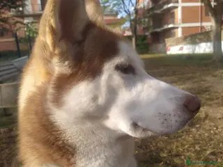 Husky cani Husky per accoppiamento - Annuncio 1