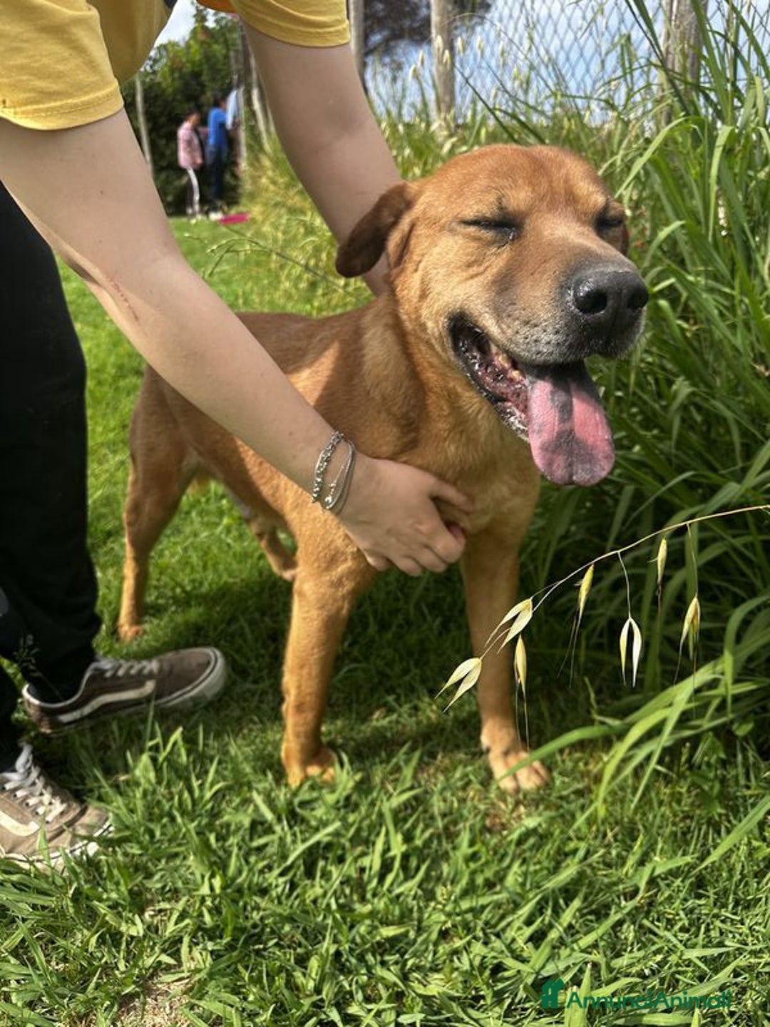 Meticcio cani in regalo: Frizzante e simpatico Orazio a Provincia di Latina - Annuncio 5