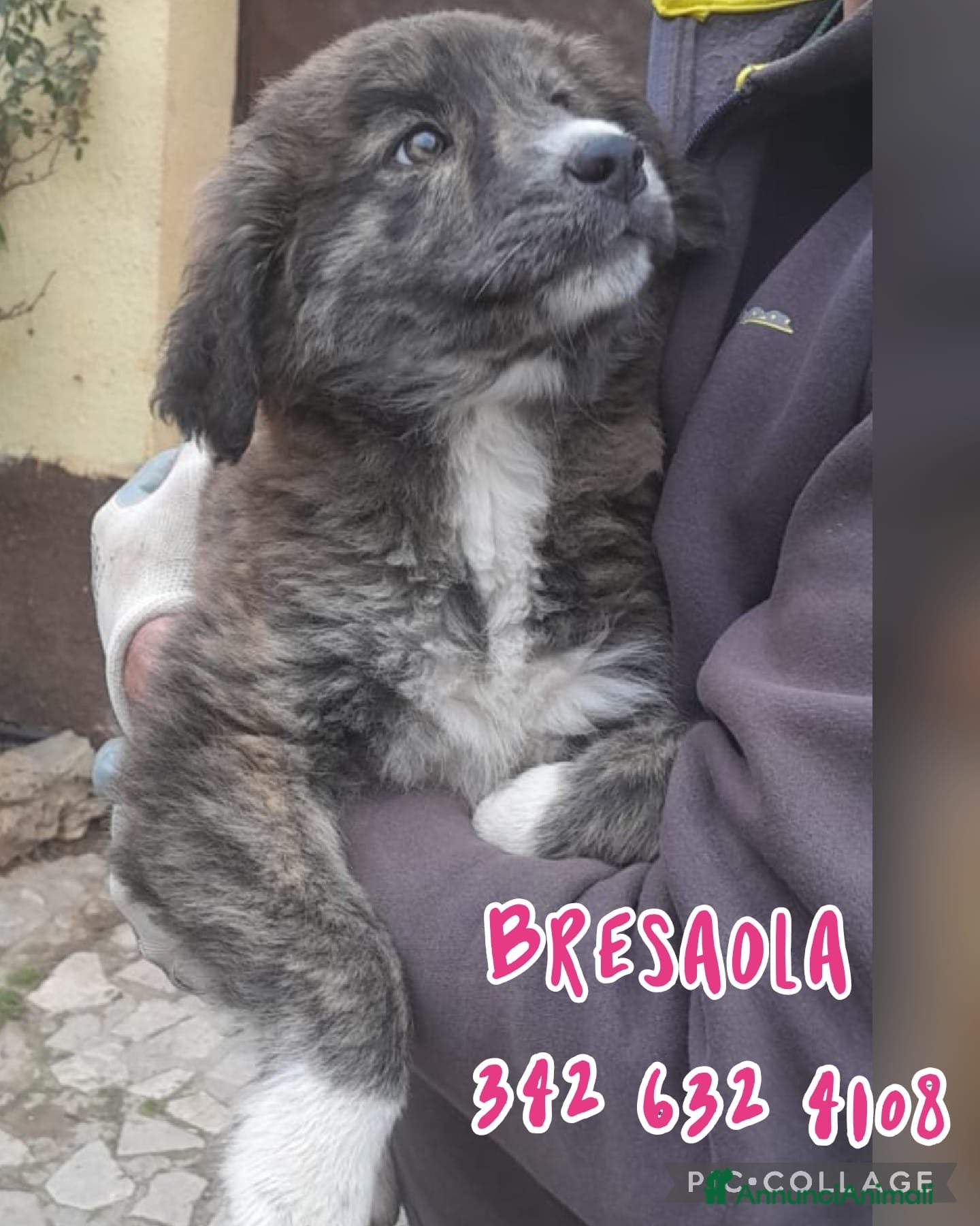 Meticcio cani BRESAOLA 🩷 - cucciola futura taglia media.Chiama! - Annuncio 2