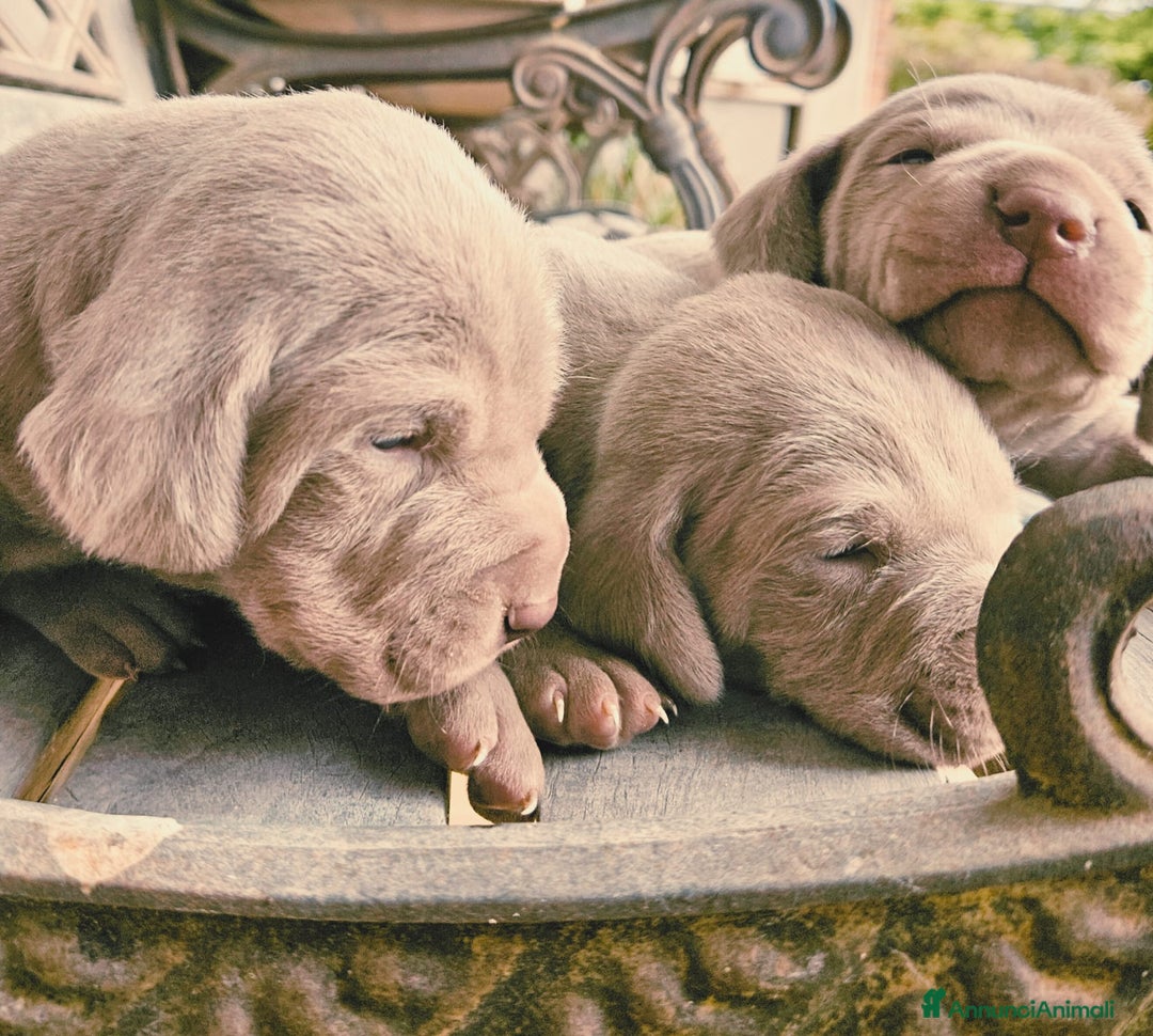 Weimaraner cani in vendita: Cuccioli di Weimaraner  - Annuncio 2