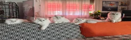 Persiano gatti in vendita: Persiani Chinchillà  - Annuncio 8