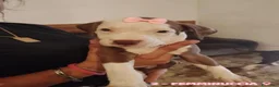 Pitbull cani in vendita: Cuccioli tipo Amstaff Pitbull  a Città metropolitana di Roma Capitale - Annuncio 5