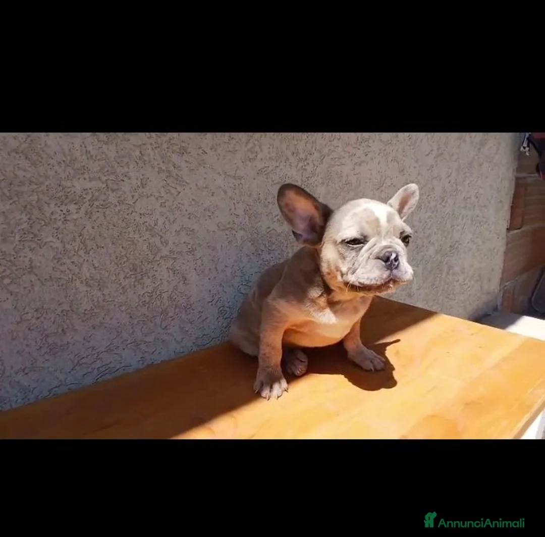 Bulldog Francese cani in vendita: Bulldog francesi merle e blu - Annuncio 2