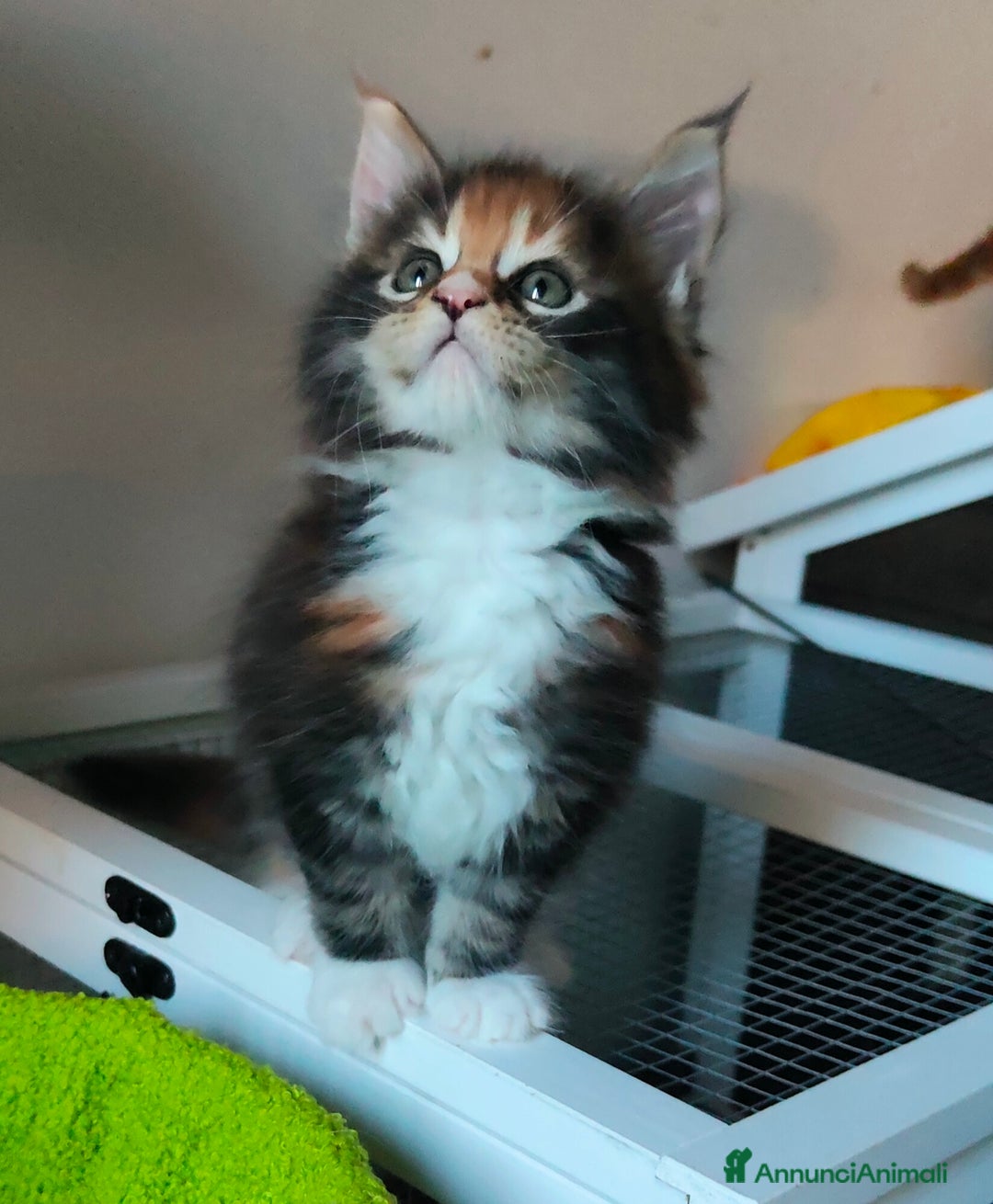 Maine Coon gatti in vendita: piccoli giganti Cattery - Annuncio 25