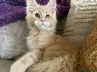 Maine Coon gatti Cucciolo Maine Coon - Annuncio 4