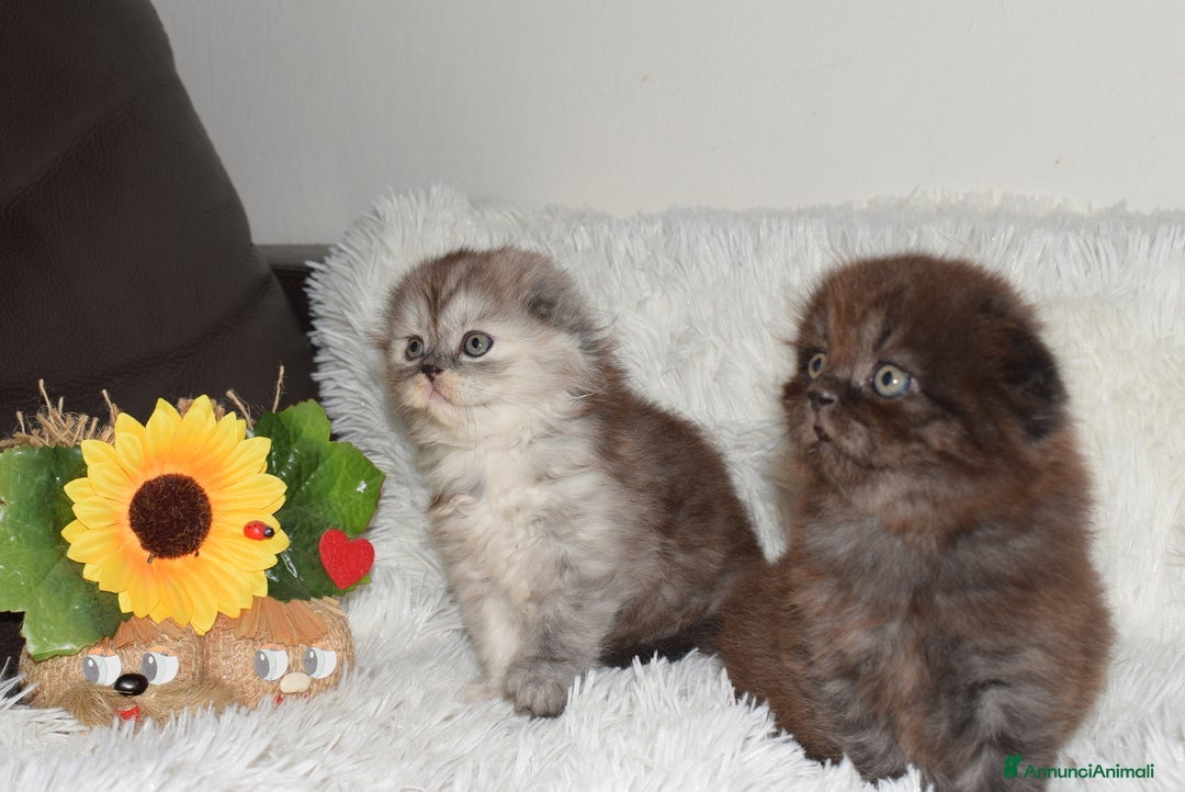 Scottish gatti in vendita: Scottish fold  a Provincia di Reggio Emilia - Annuncio 7