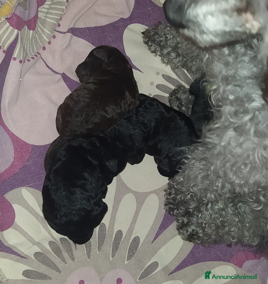 Barboncino Toy cani in vendita: Barboncini toy marrone e nero  - Annuncio 2