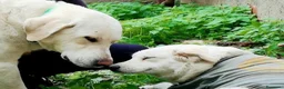 Meticcio cani in regalo: Adoz.del💔: qsta volta dovranno morire davvero?!? a Provincia di Modena - Annuncio 1